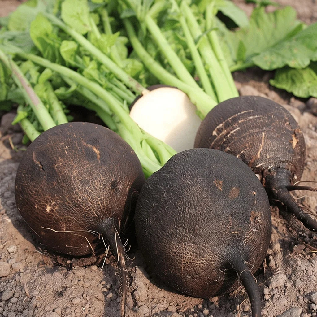 Økologisk Ræddike frø Black Spanish Round