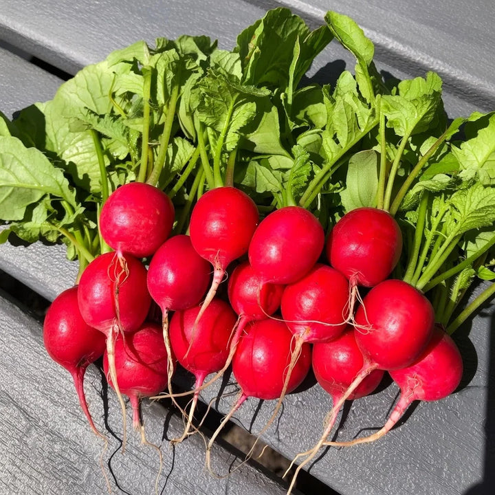 Økologisk Radise frø Raxe