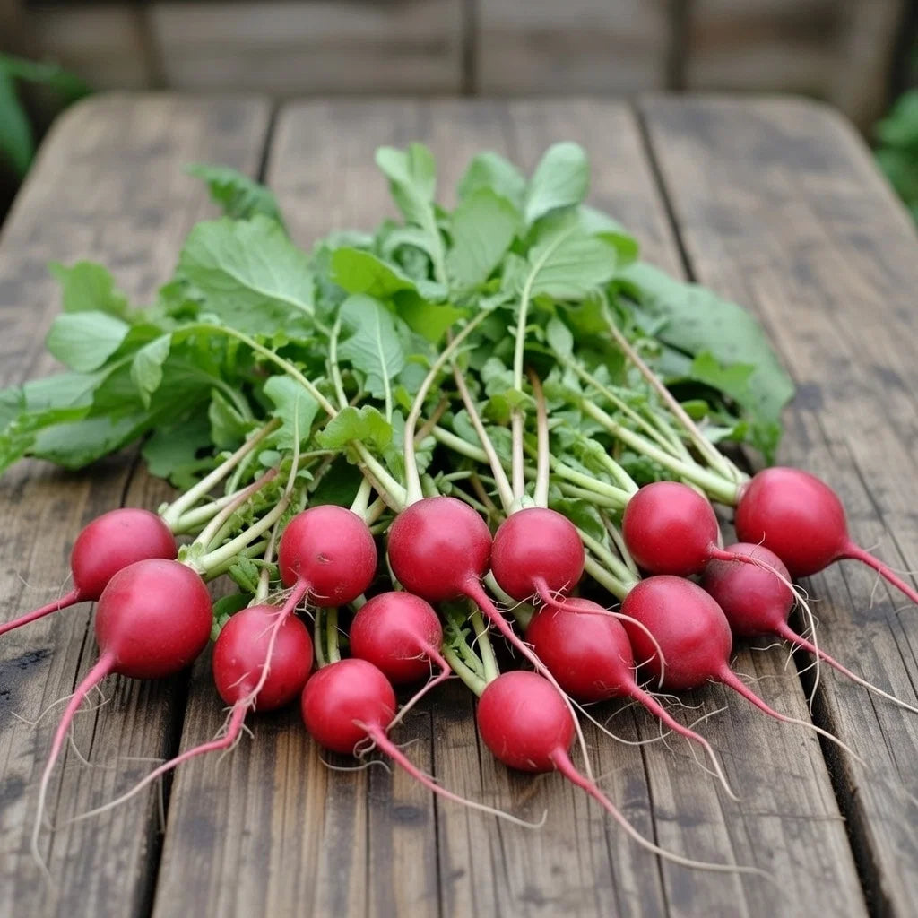 Økologisk Radise frø Saxa 2