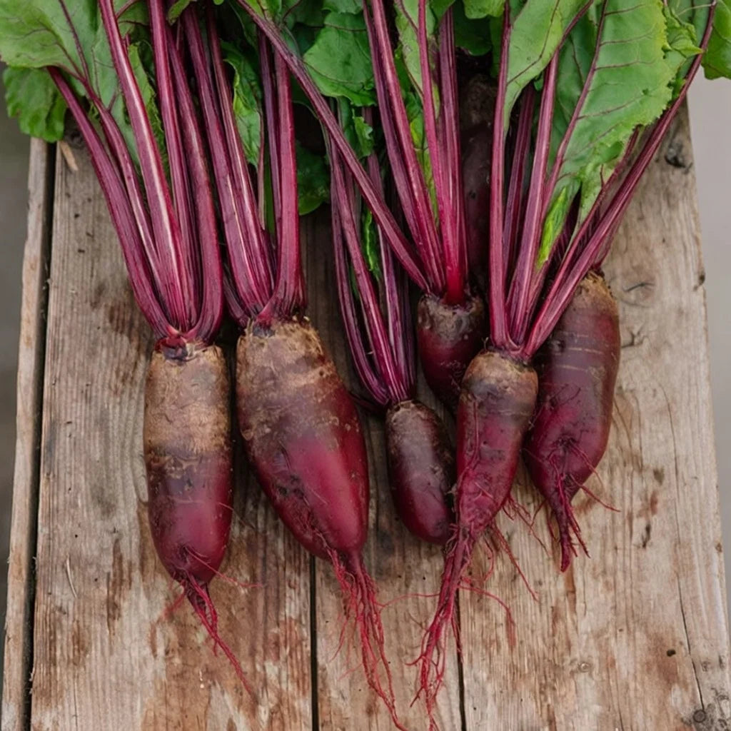 Rødbede frø Cylindra
