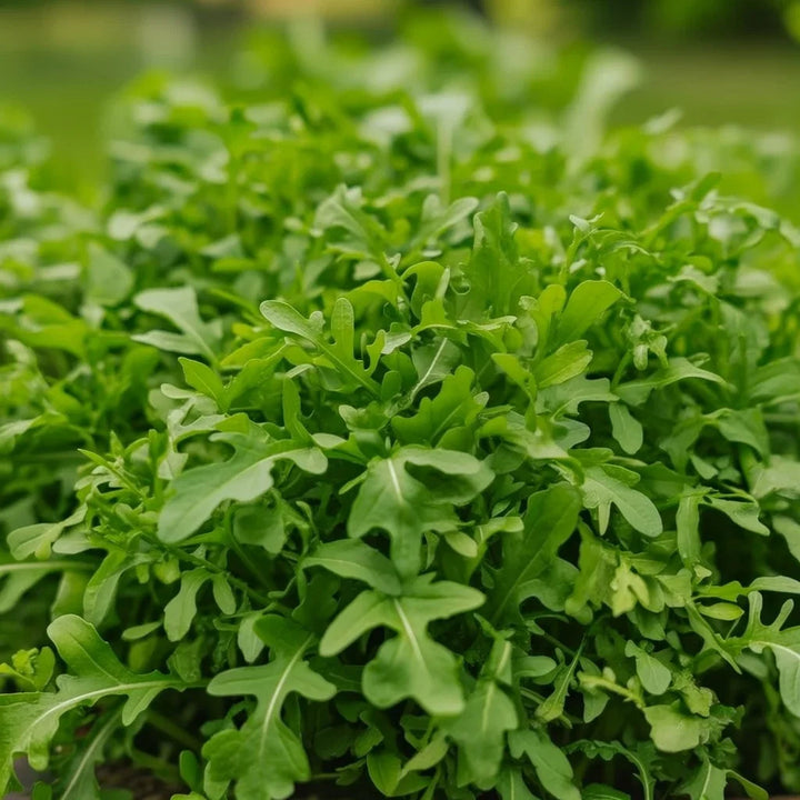 Økologisk Rucola frø
