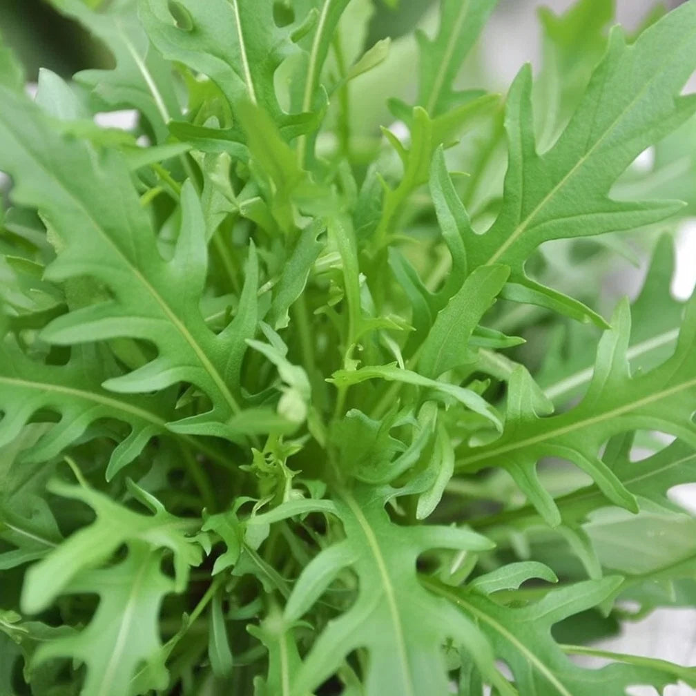 Økologisk Vild Rucola frø