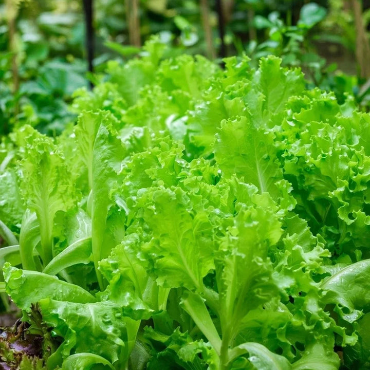 Økologisk Pluksalat frø Bionda a faglia riccia