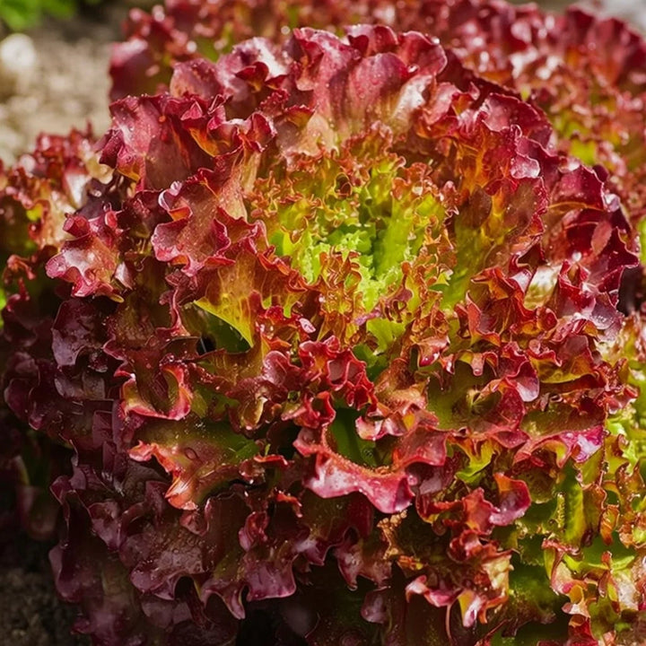 Økologisk Salat frø Lollo Rossa