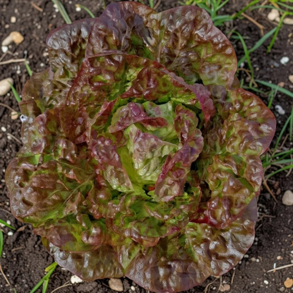 Økologisk Hovedsalat frø Merveille des 4 saisons