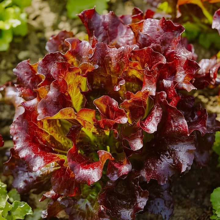 Økologisk Pluksalat frø Red Salad Bowl