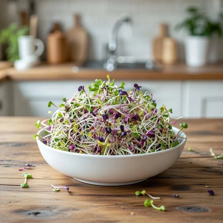 Økologisk spicy salatmix spirer frø 30 g