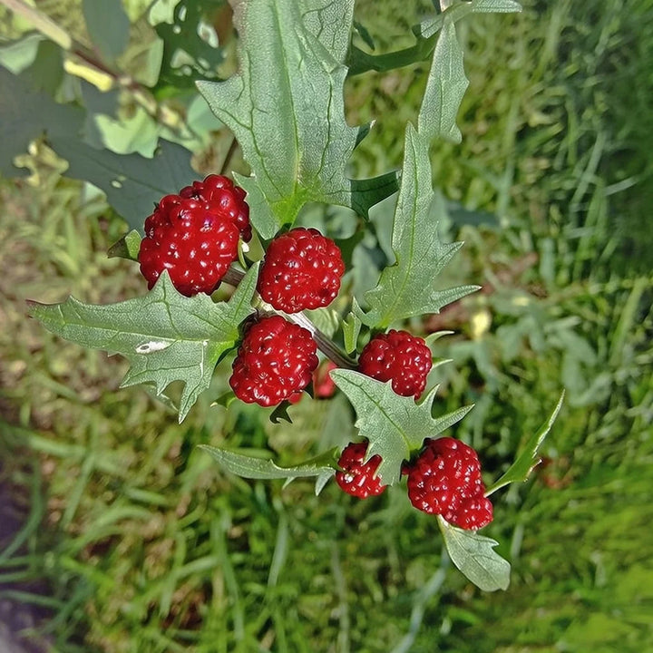 Jordbærspinat frø Chenopodium Capitatum