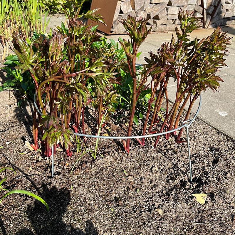 Produktbillede af Staudeholder i galvaniseret jern Ø20-60 cm på tilbud i høj kvalitet