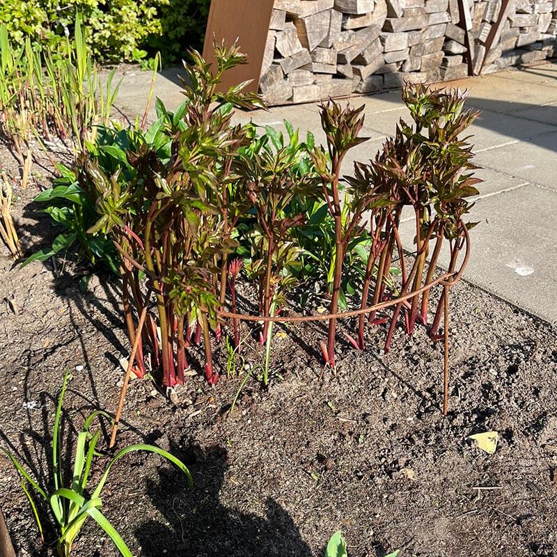 Produktbillede af Staudeholder i rustjern Ø20-60 cm på tilbud i høj kvalitet