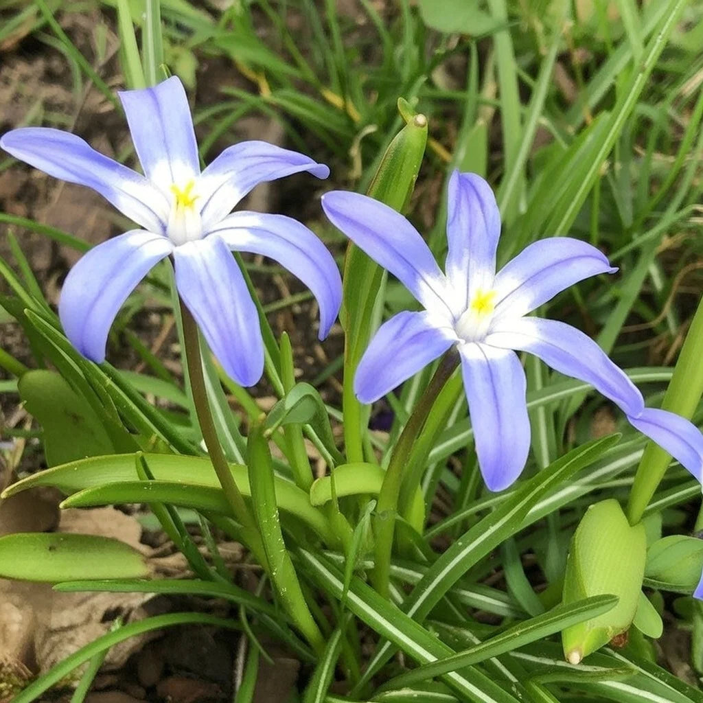 Stor Snepryd Chionodoxa Luciliae 20 løg