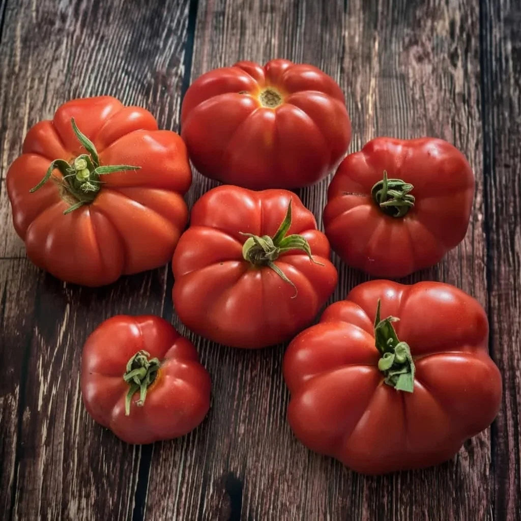 Økologisk Bøftomat frø Marmande VR