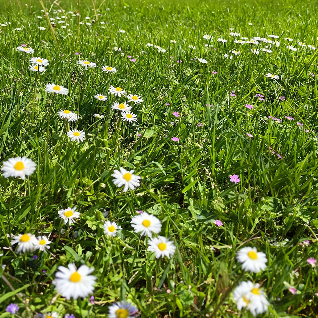 Græsfrø Barenbrug Happy Lawn 25 m2