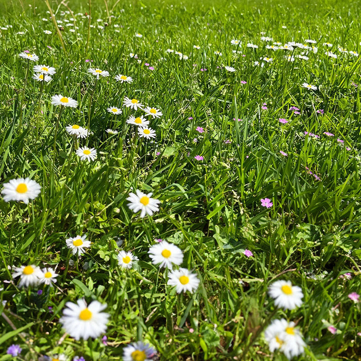 Græsfrø Barenbrug Happy Lawn 25 m2