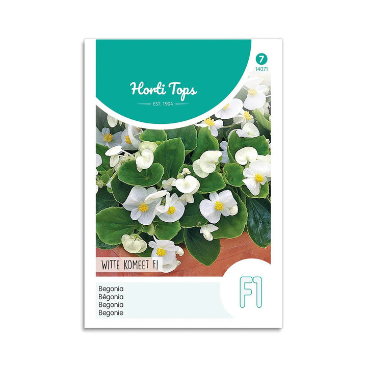 Begonie frø White Comet F1 Horti Tops