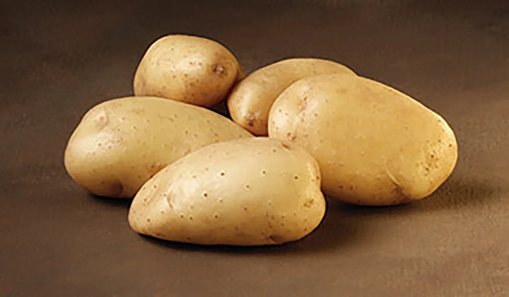 Bintje læggekartofler 1,5 kg. (middel/sen)