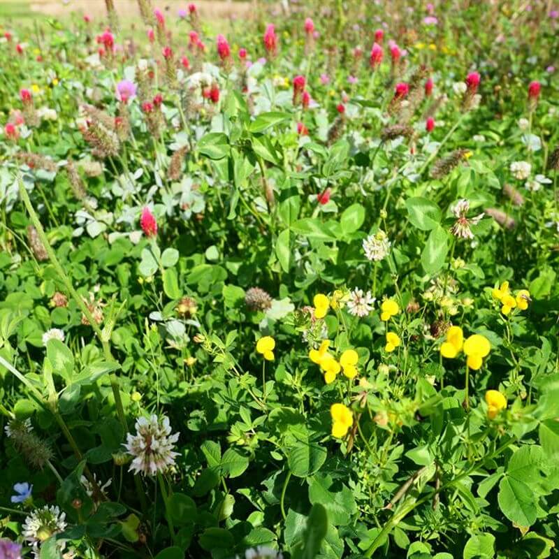 Produktbillede af Blomster- og bestøverbrak uden græs 10 kg på tilbud i høj kvalitet