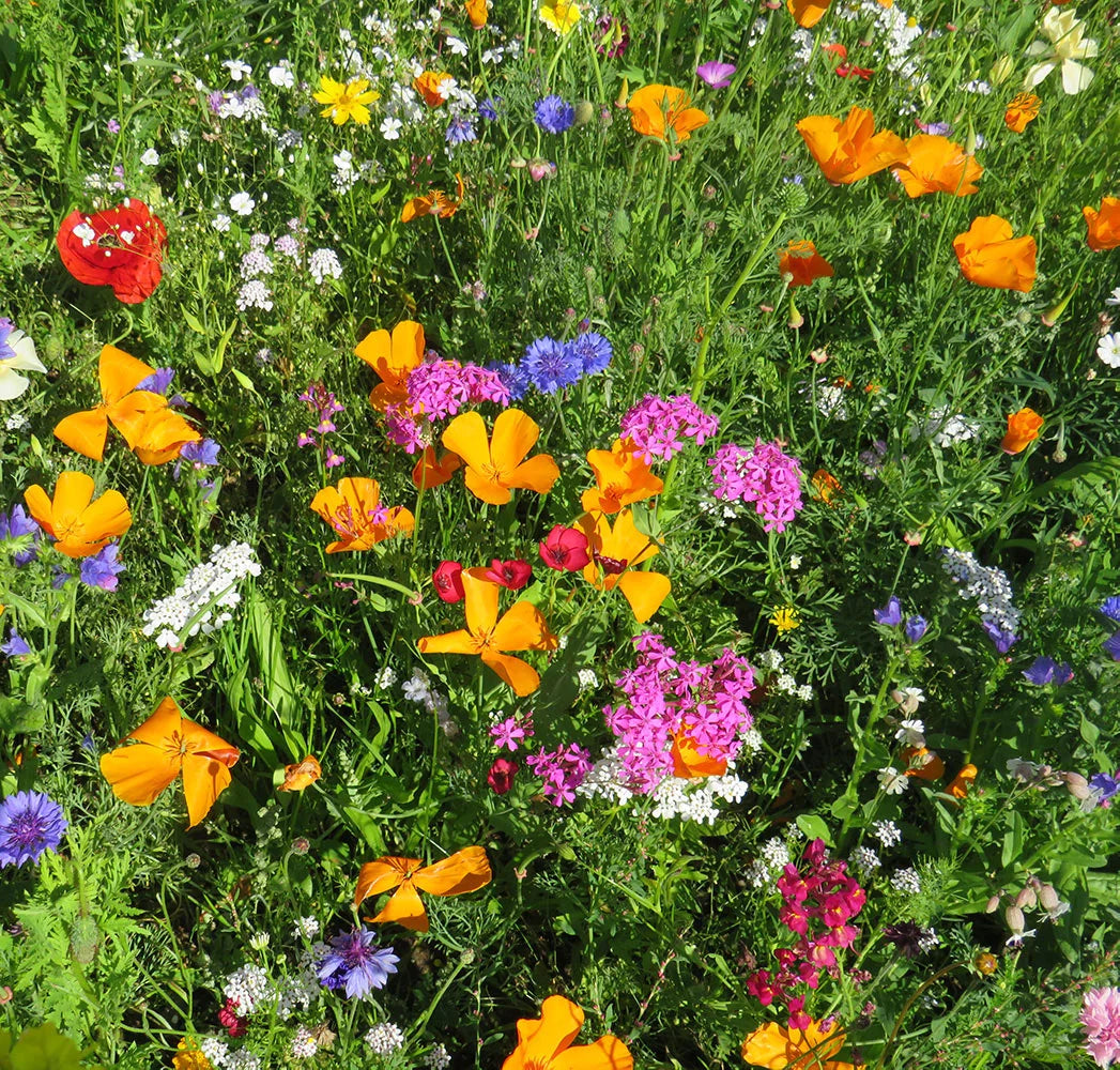 Blomsterblanding Hurtig blanding 30 m2