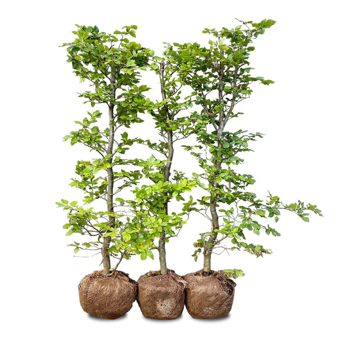 Produktbillede af Nordic Gardens færdig bøgehæk Fagus 120 cm på tilbud i høj kvalitet