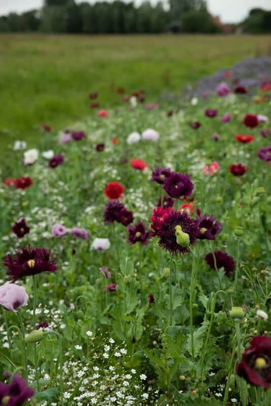 Produktbillede af Tørrede blomster blomsterblanding 50 m2 på tilbud i høj kvalitet