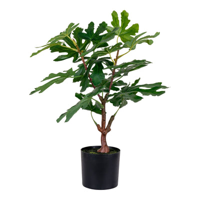 HouNordic - Figentræ H53 cm ❤ Stort online udvalg i HouNordic ❤ Billig fragt og hurtig levering 2 - 5 hverdage ❤ Varenummer: BGH-46440079098186 / Ean: '5713917022588 på lager - Udsalg på Alle produkter Spar op til 52% - Over 454 kendte brands på udsalg