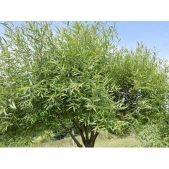Se Skørpil Heister 175-200 cm. Med potte ❤ Stort online udvalg i Plantetorvet ❤ Hurtig levering: 1 - 2 Hverdage samt billig fragt - Varenummer: PTT-68810 og barcode / Ean: på lager - Udsalg på Træer > Pil Spar op til 66% - Over 454 design brands på udsalg