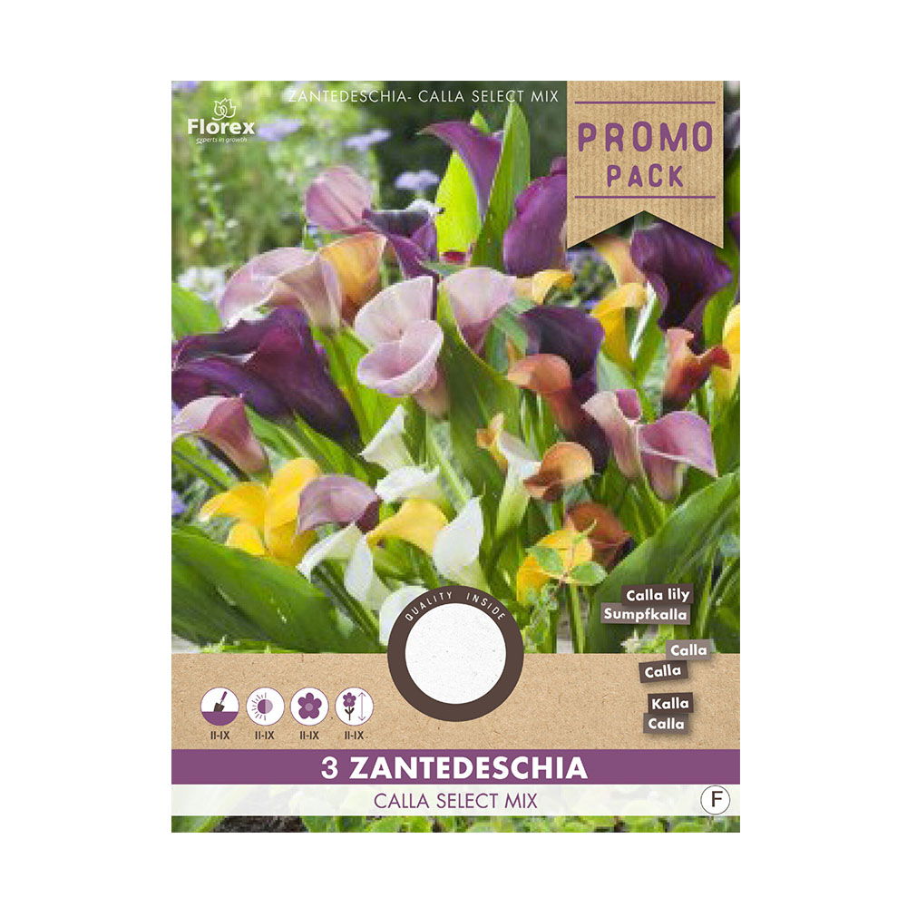Produktbillede af Calla Zantedeschia blomsterløg 3 stk. på tilbud i høj kvalitet