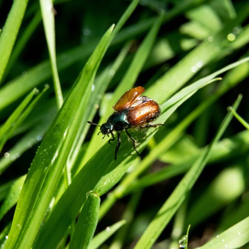 Nematoder mod gåsebiller