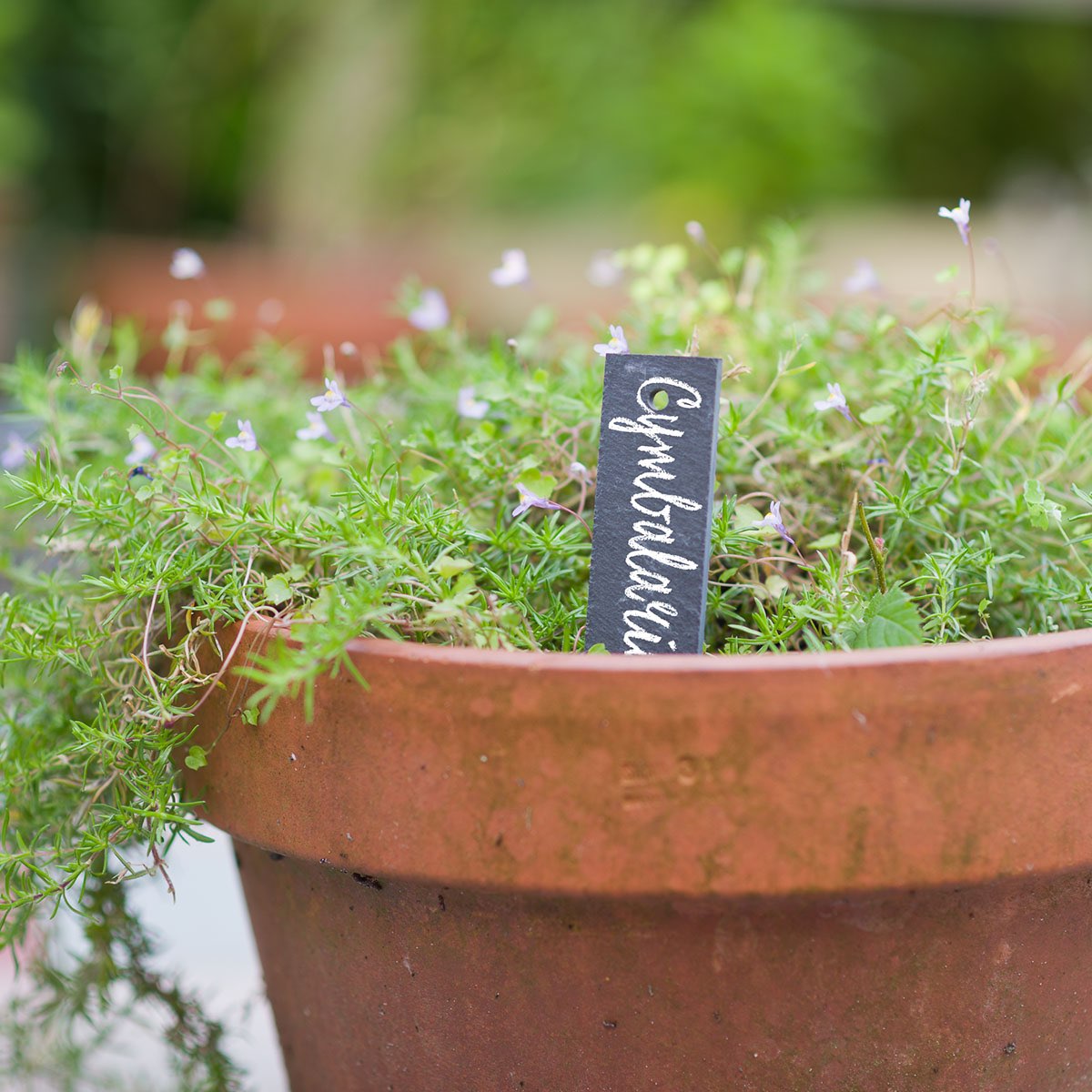 Produktbillede af Plantepinde i skifer på tilbud i høj kvalitet