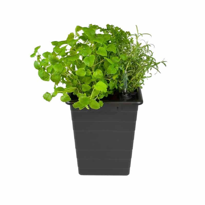 Produktbillede af Homefarm selvvandingskrukke med vandmåler på tilbud i høj kvalitet