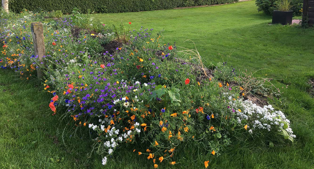 Produktbillede af Blomsterblanding Blomstereng 25 m2 på tilbud i høj kvalitet
