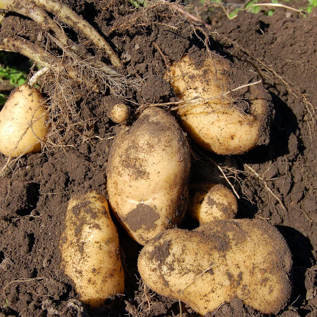 Kartoffelmuld 1000 liter