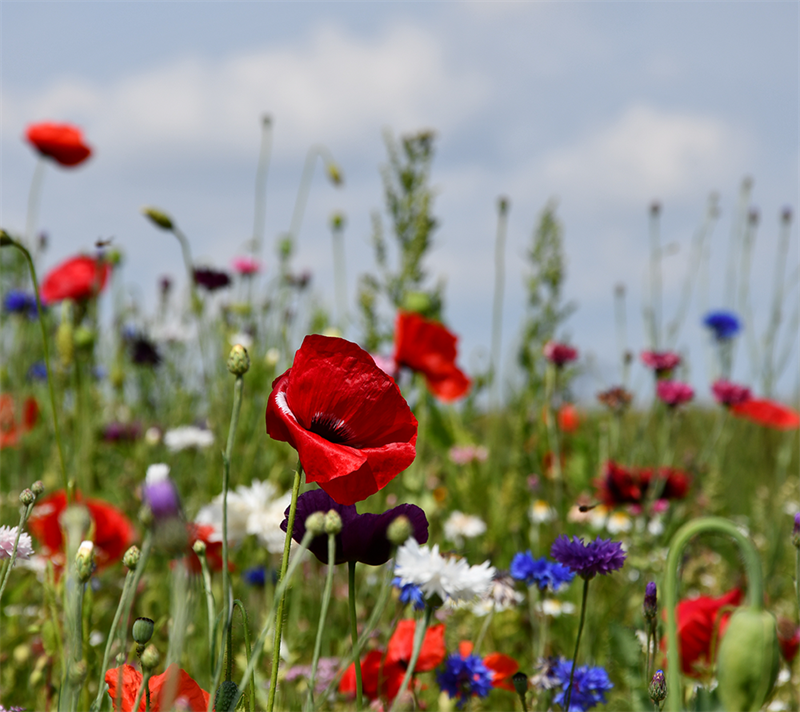 Produktbillede af Sommerblomster halvhøj blanding 1 kg på tilbud i høj kvalitet