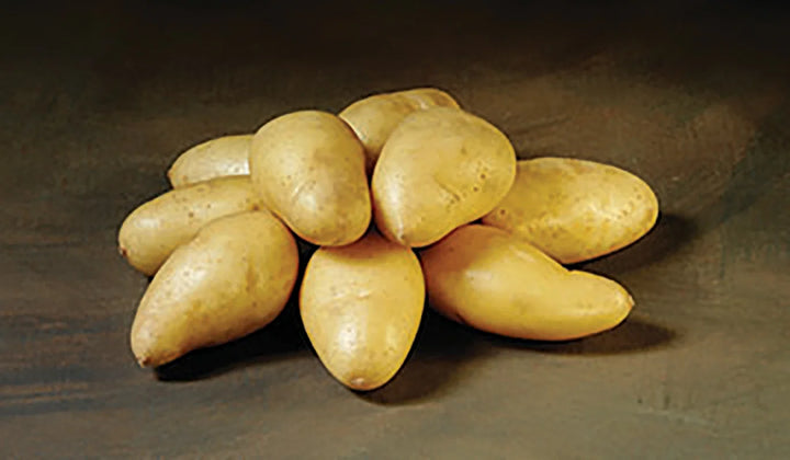 Twister Økologiske læggekartofler 1,5 kg. (tidlig/middel)