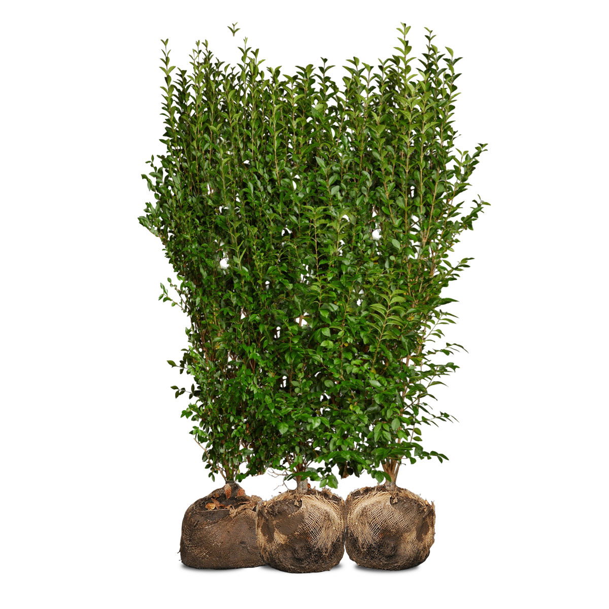 Produktbillede af Nordic Gardens færdig ligusterhæk Liga 120 cm på tilbud i høj kvalitet