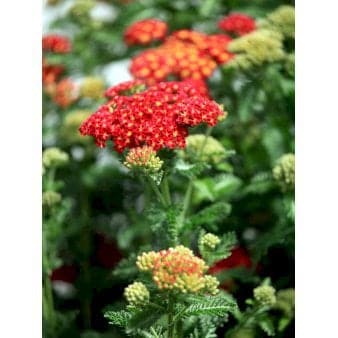 Se Røllike 'Red Velvetâ€™ 1 liter potte ❤ Stort online udvalg i Plantetorvet ❤ Hurtig levering: 1 - 2 Hverdage samt billig fragt - Varenummer: PTT-69795 og barcode / Ean: på lager - Udsalg på Stauder > Røllike Spar op til 53% - Over 312 kendte brands på udsalg