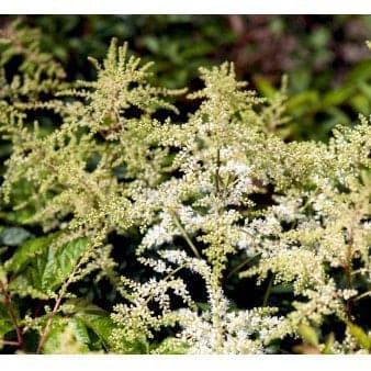 Se Astilbe &