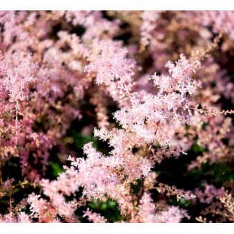 Se Astilbe 'Sprite' ❤ Stort online udvalg i Plantetorvet ❤ Hurtig levering: 1 - 2 Hverdage samt billig fragt - Varenummer: PTT-70619 og barcode / Ean: på lager - Udsalg på Stauder > Astilbe Spar op til 56% - Over 360 kendte mærker på udsalg