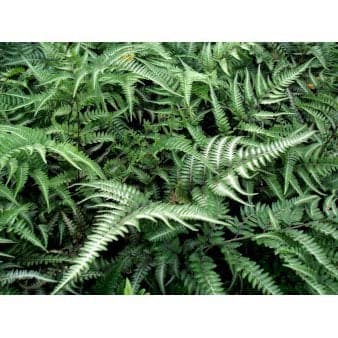 Se Nipponfjerbregne 'Pictum' ('Metallicum') 1 liter potte ❤ Stort online udvalg i Plantetorvet ❤ Hurtig levering: 1 - 2 Hverdage samt billig fragt - Varenummer: PTT-59508 og barcode / Ean: på lager - Udsalg på Bregner > Fjerbregne Spar op til 67% - Over 857 kendte brands på udsalg