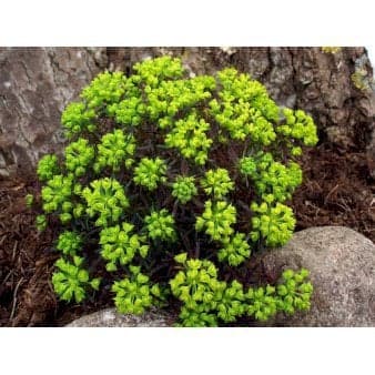 Se Cypres-Vortemælk &