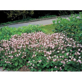 Se Engelsk Storkenæb &