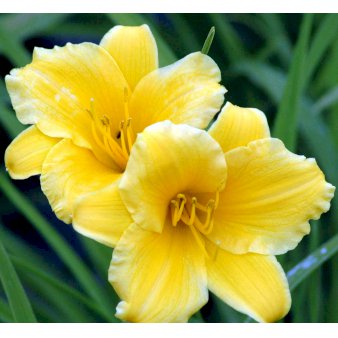 Se Daglilje 'Stella de Oro' ❤ Stort online udvalg i Plantetorvet ❤ Hurtig levering: 1 - 2 Hverdage samt billig fragt - Varenummer: PTT-48264 og barcode / Ean: på lager - Udsalg på Stauder > Daglilje Spar op til 61% - Over 454 kendte mærker på udsalg