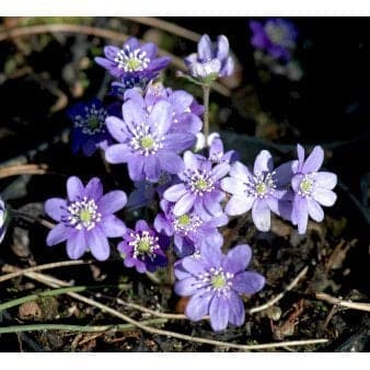 Se Blå Anemone ❤ Stort online udvalg i Plantetorvet ❤ Hurtig levering: 1 - 2 Hverdage samt billig fragt - Varenummer: PTT-68225 og barcode / Ean: på lager - Udsalg på Stauder > Blå Anemone Spar op til 55% - Over 454 design brands på udsalg