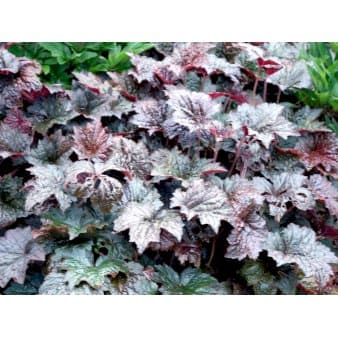Se Alunrod 'Palace Purple' » Kæmpe udvalg i Plantetorvet » Hurtig levering: 1 - 2 Hverdage samt billig fragt - Varenummer: PTT-59760 og barcode / Ean: på lager - Udsalg på Stauder > Alunrod Spar op til 55% - Over 1150 kendte brands på udsalg