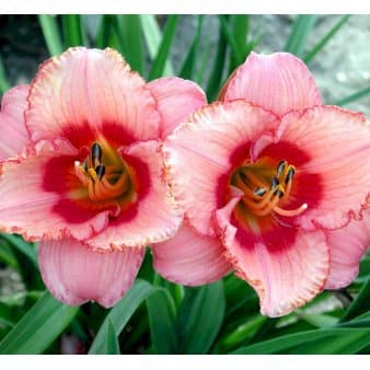 Se Daglilje 'Strawberry Candy' ❤ Stort online udvalg i Plantetorvet ❤ Hurtig levering: 1 - 2 Hverdage samt billig fragt - Varenummer: PTT-69083 og barcode / Ean: på lager - Udsalg på Stauder > Daglilje Spar op til 53% - Over 454 design mærker på udsalg