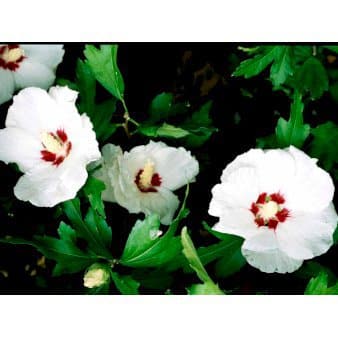 Se 6 stk. Syrisk Rose &