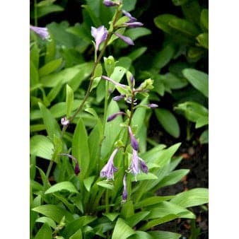 Se Koreansk Funkia ❤ Stort online udvalg i Plantetorvet ❤ Hurtig levering: 1 - 2 Hverdage samt billig fragt - Varenummer: PTT-62905 og barcode / Ean: på lager - Udsalg på Stauder > Hosta / Funkia Spar op til 67% - Over 400 kendte brands på udsalg