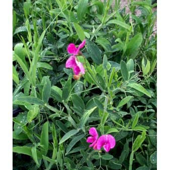 Se Flerårig Ærteblomst &