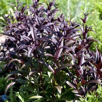 Se Rørblomst ❤ Stort online udvalg i Plantetorvet ❤ Hurtig levering: 1 - 2 Hverdage samt billig fragt - Varenummer: PTT-78745 og barcode / Ean: på lager - Udsalg på Stauder > Rørblomst Spar op til 67% - Over 454 design mærker på udsalg