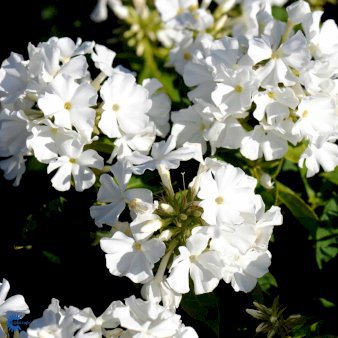 Se Høstfloks 'White Flame' ❤ Stort online udvalg i Plantetorvet ❤ Hurtig levering: 1 - 2 Hverdage samt billig fragt - Varenummer: PTT-94247 og barcode / Ean: på lager - Udsalg på Stauder > Floks Spar op til 65% - Over 412 kendte brands på udsalg